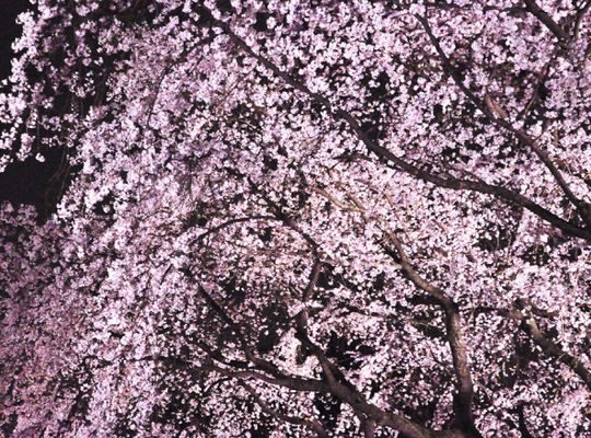 フィードバックの重要性　初級感想