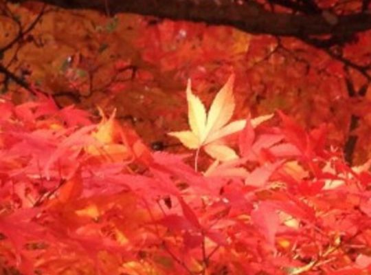 サンプルテキスト