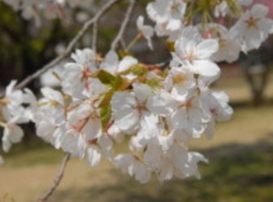 サンプルテキスト