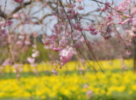 サンプルテキスト