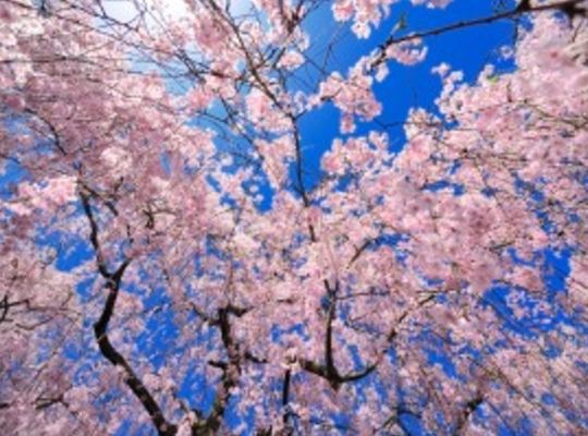 サンプルテキスト