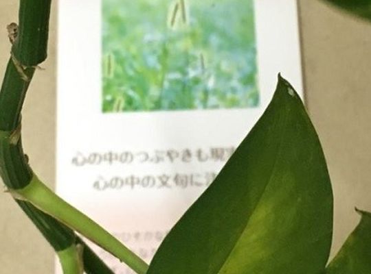 サンプルテキスト