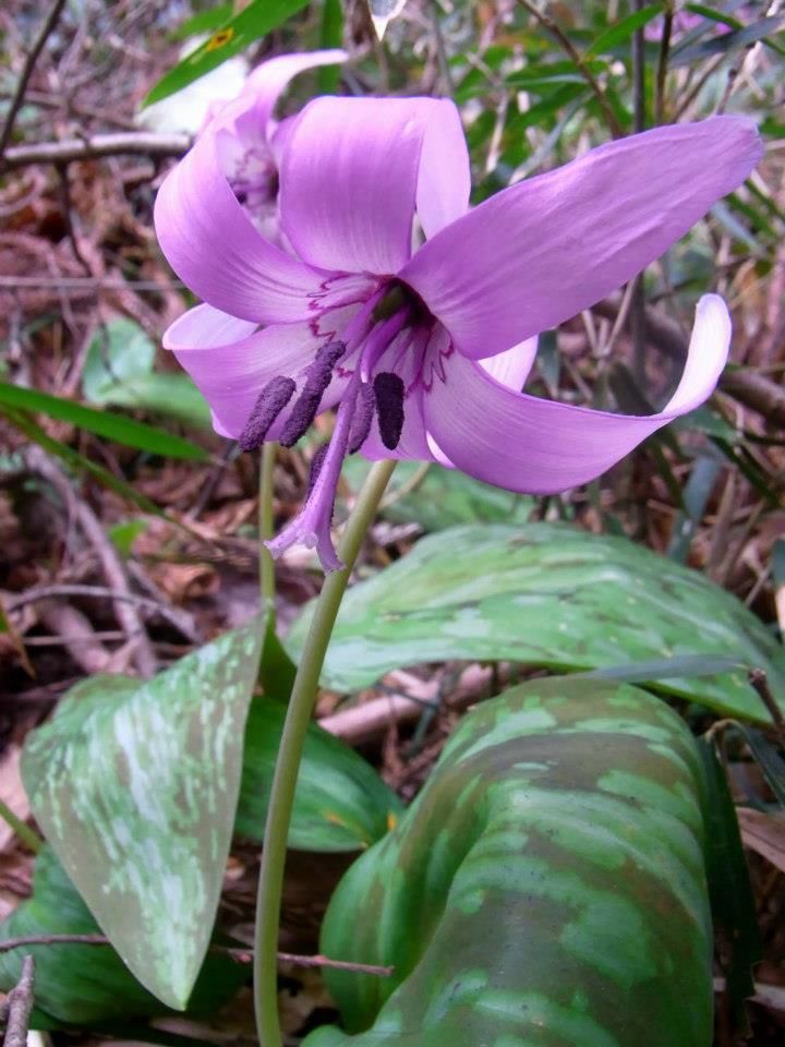 3月22日カタクリ